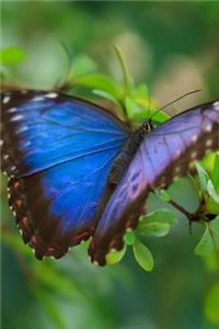 Mind Blowing Blue Butterfly Close Up Journal
