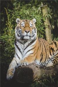 Malaysian Tiger Journal