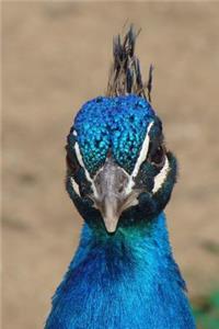 Close-up of a Peacock Journal