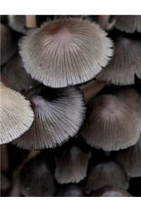 Fungi