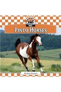 Pinto Horses