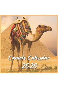 Camels Calendar 2020