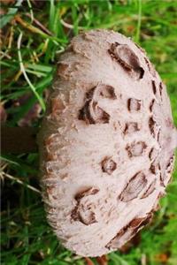 Parasol Mushroom Macrolepiota Procera Journal