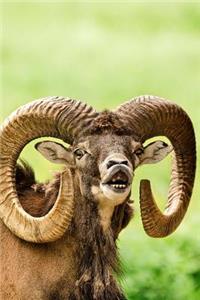 Moufllon Wild Sheep Says Hello Journal