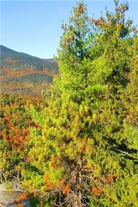 Journal Mountain Ledge Autumn View