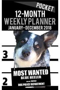 2018 Pocket Weekly Planner - Most Wanted Blue Heeler