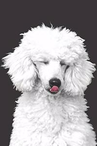 Poodle Lovers Blank Lined Journal Notebook