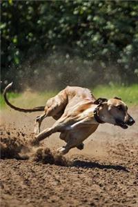 The Greyhound Dog Journal