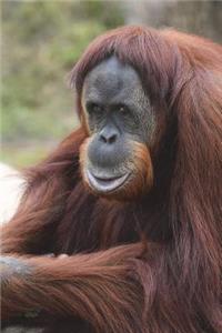 Sumatran Orangutan Journal