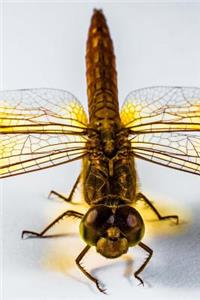 Yellow Winged Dragonfly Journal