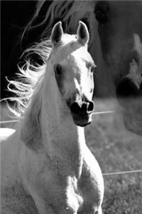 Beautiful Stallion Horse Journal