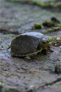 Little Turtle in the Back Garden Journal