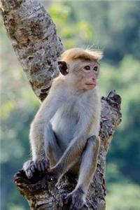 Little Monkey Having a Bad Hair Day Journal