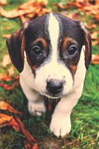 Cute Jack Russell Terrier Puppy