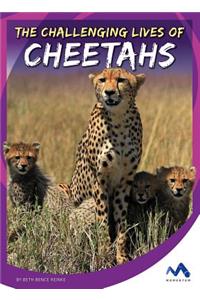 The Challenging Lives of Cheetahs