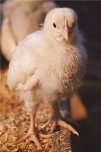 Chick - The Baby Chicken Journal