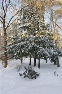 Winter Weather Journal Sunlight Evergreen