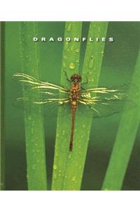 Dragonflies