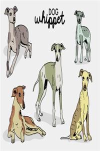 Dog Whippet