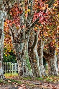 Trees Notebook