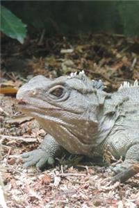 Tuatara Lizard Journal: 150 page lined notebook/diary