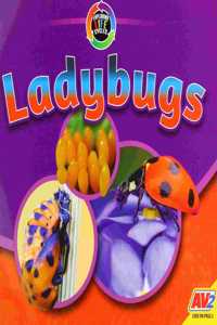 Ladybugs