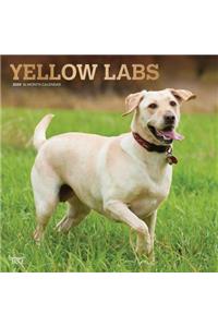 Labrador Retrievers, Yellow 2020 Square Foil
