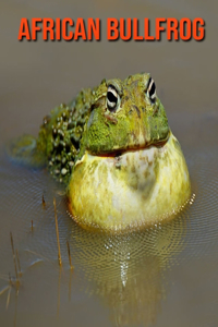 African Bullfrog
