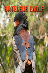 Bateleur Eagle