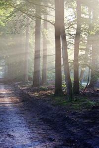 Sunlit Road