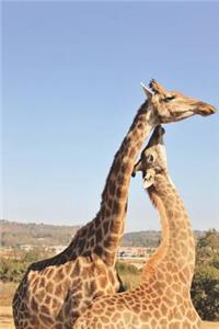 Giraffes in Love Journal