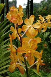 Yellow Orchids Flower Journal