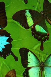 Tropical Butterflies Notebook