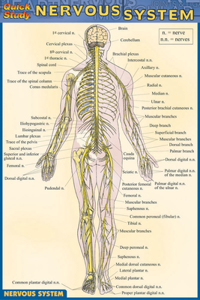 Nervous System