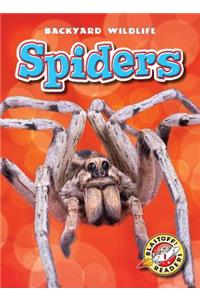 Spiders