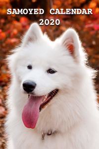 Samoyed Calendar 2020