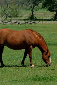 2020 Weekly Planner Horse Photo Equine Grazing Chestnut 134 Pages