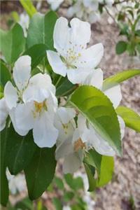 Springtime 2019 Weekly Planner Open Flowering Tree Buds 134 Pages