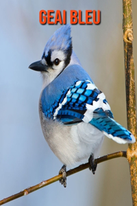 Geai Bleu