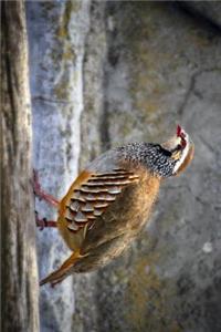 A Partridge Bird on a Rock Journal