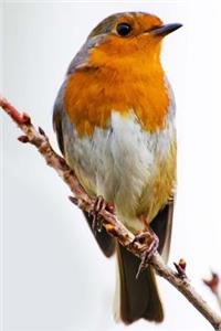 Mind Blowing Robin 1 Journals