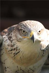 Intense Hawk Portrait Bird Journal