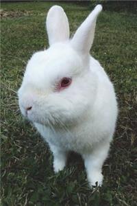 White Rabbit in the Grass Journal