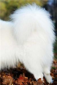 Samoyed