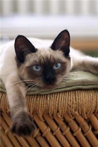 Beautiful Seal Point Siamese Cat Sitting on a Vintage Chair Journal Pet Journal