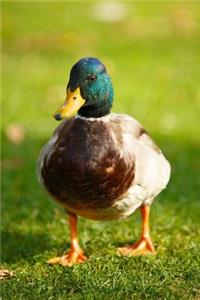 A Mallard Duck on the Grass Journal