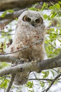 Cute Fluffy Great Horned Owl Chick Baby Bird Journal