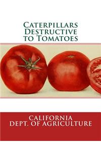Caterpillars Destructive to Tomatoes