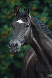 Horse Lovers 2020 Weekly Monthly Planner