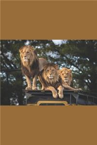 Three Kings